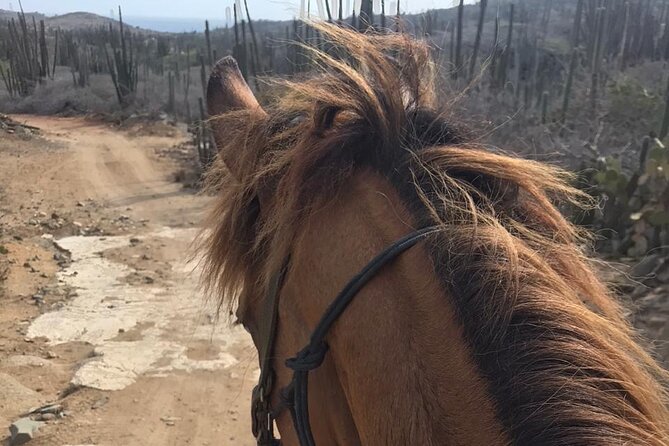 Horseback Riding Wariruri Beach Tour in Aruba - Who will enjoy this Aruba horseback ride
