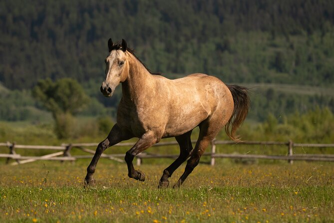 Horseback Riding with Grand Teton Views in Jackson Hole - Is $135 a fair price for the ride?