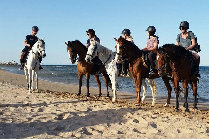 Horseback Riding with Pickup and Drop-off from Sharm El Sheikh - The practical drawbacks you should know