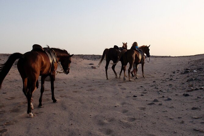 Horseback Riding with Pickup and Drop-off from Sharm El Sheikh - How the value compares with a hotel day