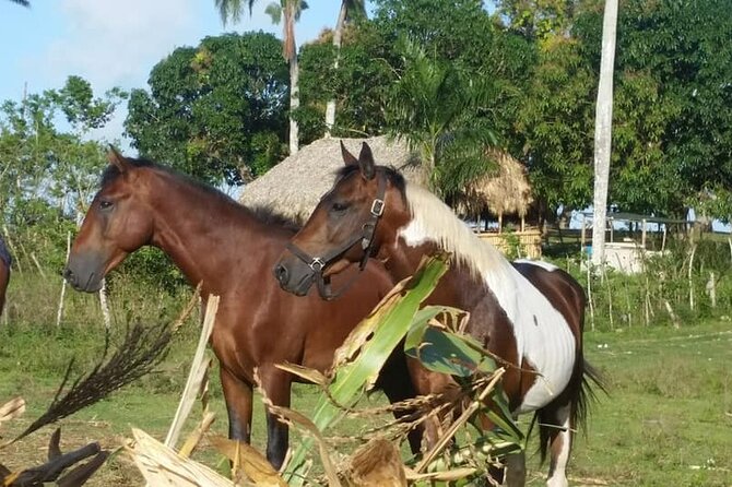 Horseback Riding with Pickup from Punta Cana - What $65 Buys You