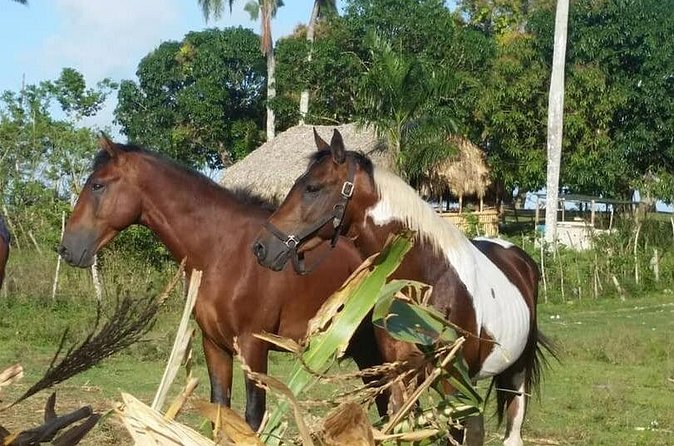 Horseback Riding with Pickup from Punta Cana - Practical Points Before You Reserve