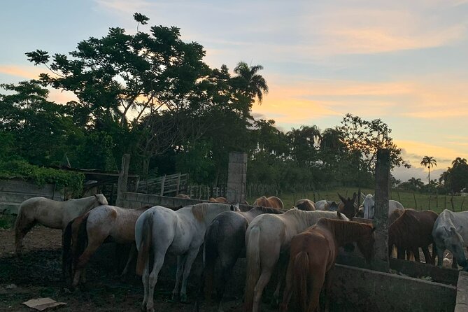 Horseback Riding with Pickup from Punta Cana - Riding Through Country Roads and Mountain Views