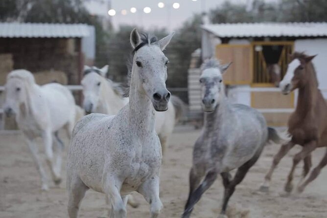 Horseback riding with private transfer - Key points at a glance