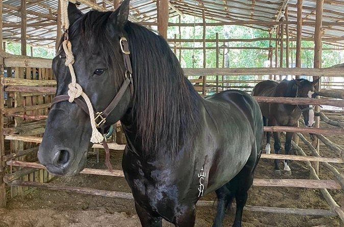 Horseback Riding Ziplines and Cenote Tour with Lunch - The small group and fitness question