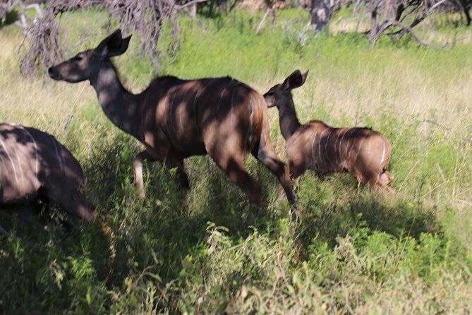 Horseback Safari Adventure in Hartbeespoort from Johannesburg - Crossing the Hennops area by road