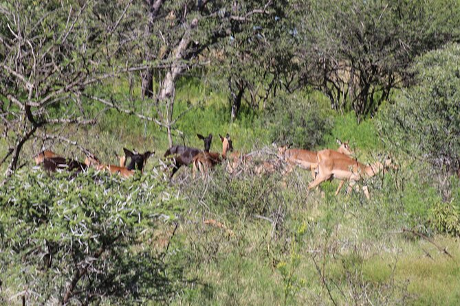 Horseback Safari Adventure in Hartbeespoort from Johannesburg - What the gentle pace means for beginners