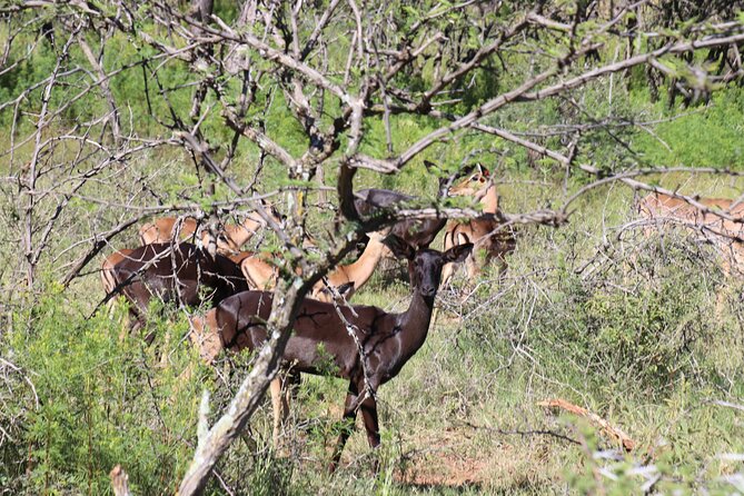 Horseback Safari Adventure in Hartbeespoort from Johannesburg - Hartbeespoort Dam adds a second kind of scenery