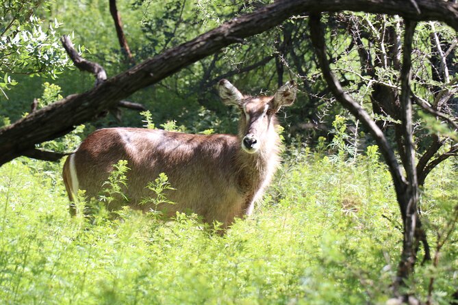 Horseback Safari Adventure in Hartbeespoort from Johannesburg - The service details that matter