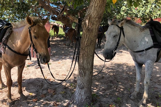 Horseback “SPECIAL”- Negril’s Beach Ride N’ Swim with Free photos/videos - One mile of private beach riding