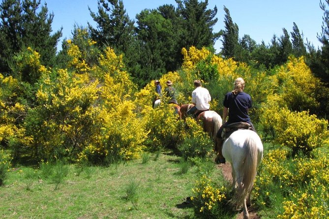 Horseback Trailride Excursion - Forest Riding in the Carhuello Mountain Range