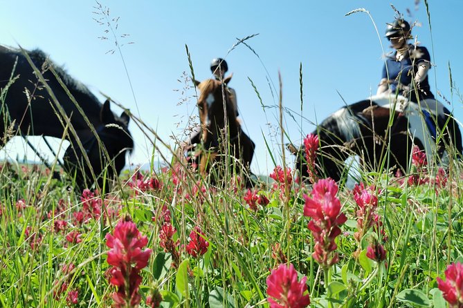 Horsebackriding - explore Tuscan nature - A slow ride through the Crete Senesi