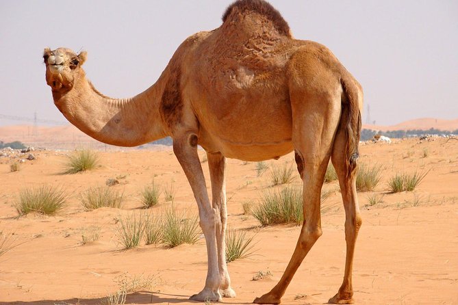 Hot Air Balloon Premium ,Camel Horse Ride,Dune Bashing ,Quad Bike - Camel, horse, and falcon stops