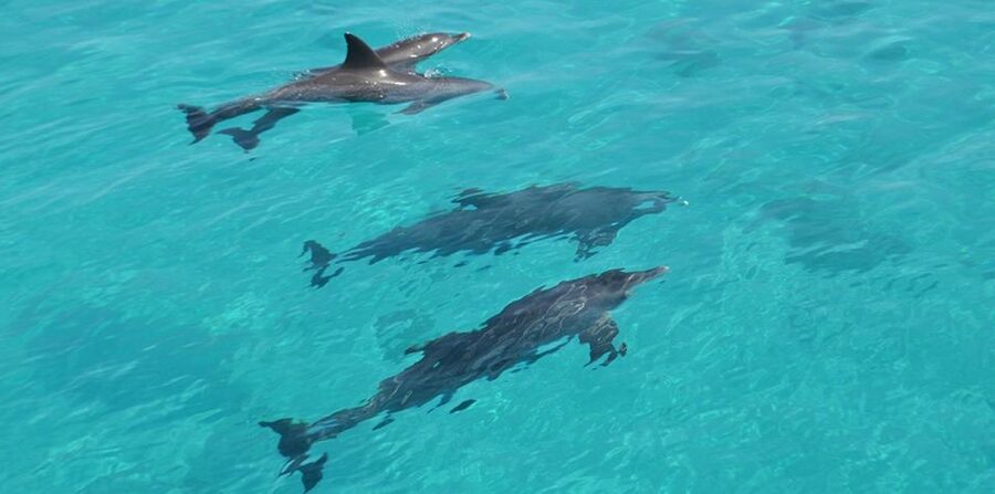 Hurghada: 4 Days Tour Horse, Camel, Spa, ATV, Jeep & Dolphin - Four days built around Hurghada’s contrasts