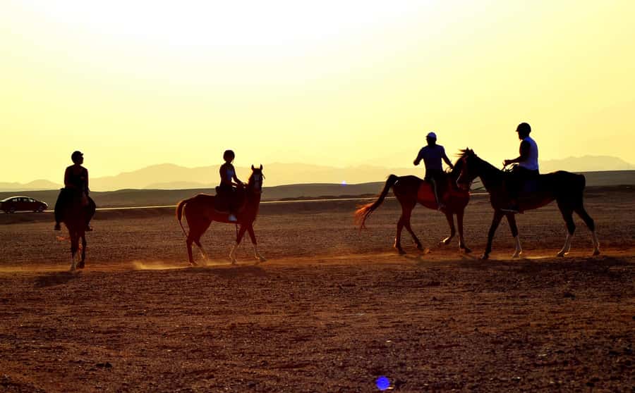 Hurghada: Arabian Desert and Sea Horseback Adventure - The VIP four-hour ride and horse swim