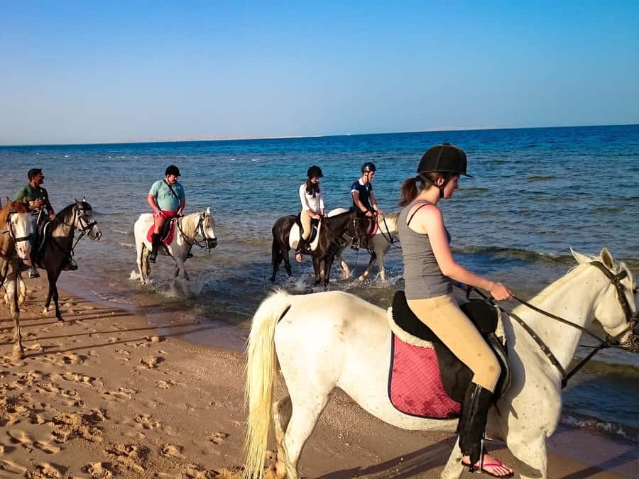 Hurghada: Arabian Desert and Sea Horseback Adventure - Horses, guides, and the beginner experience