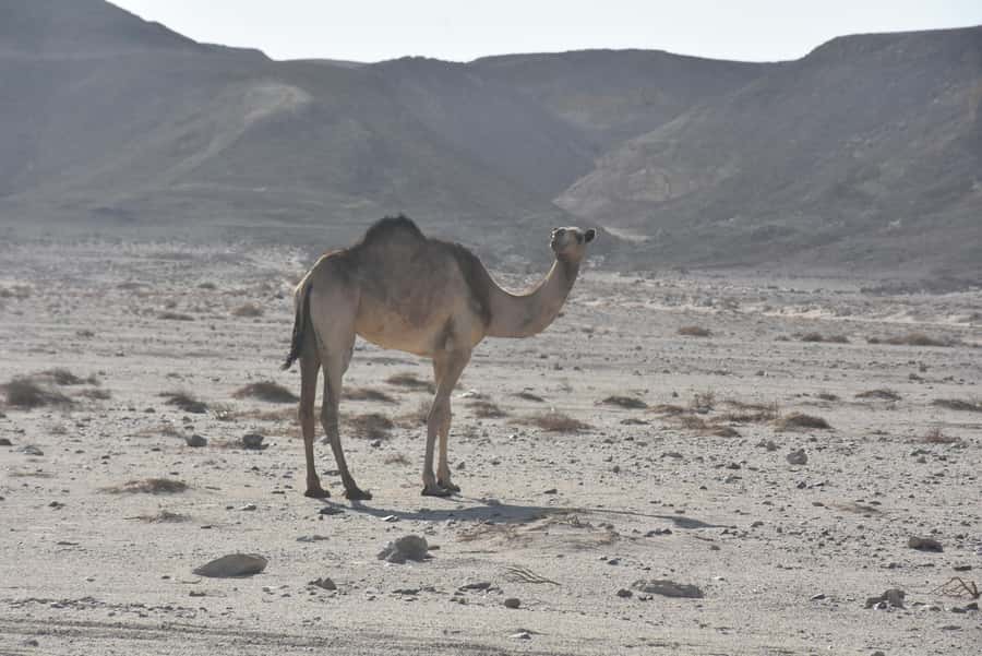 Hurghada: Camel Ride & horse ride and Off-Road Jeep Tour - Guides, languages, and group size