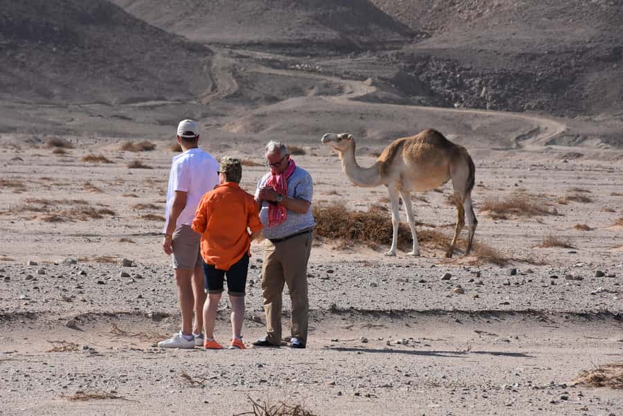 Hurghada: Camel Ride & horse ride and Off-Road Jeep Tour - One hour by camel between mountains and valleys