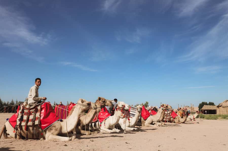 Hurghada: Camel Ride & horse ride and Off-Road Jeep Tour - Farm animals, horses, and the water wheel