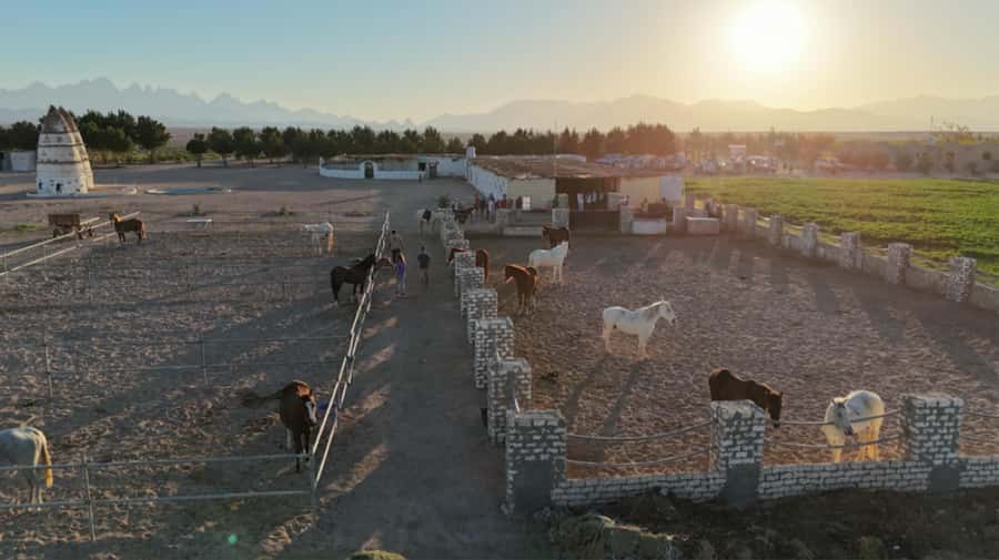 Hurghada: Horse Riding & Safari Adventure - A useful rest stop for horses and riders