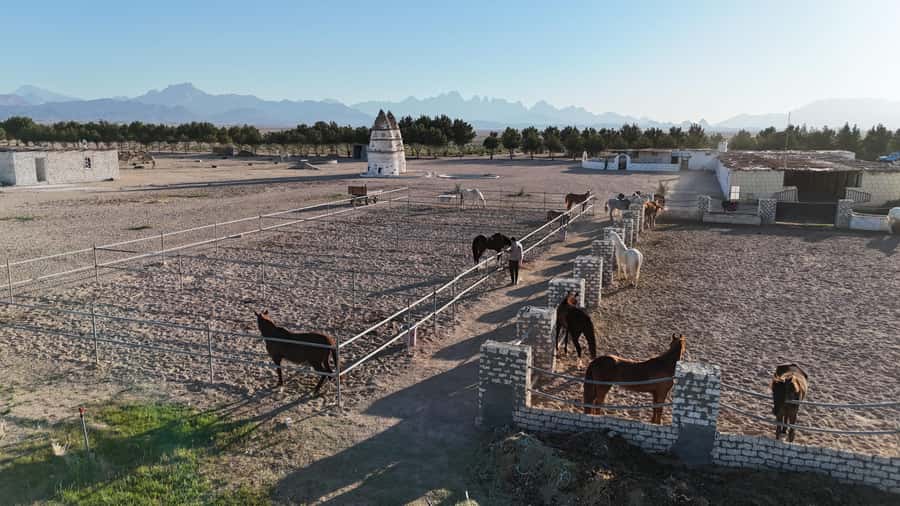 Hurghada: Horse Riding & Safari Adventure - The second two-hour ride back to the stables