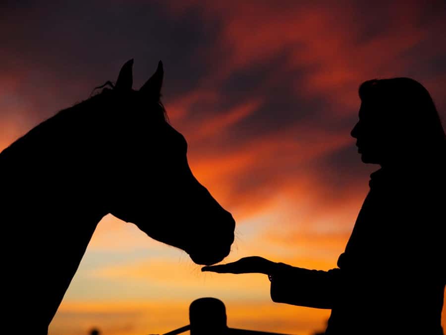 Hurghada: Sea & Desert Horse Tour, Stargazing, Dinner & Show - Quick points to know