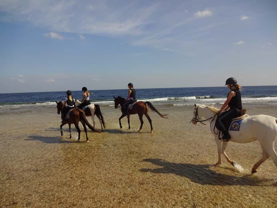 Hurghada: Sea & Desert Horse Tour, Stargazing, Dinner & Show - The four-hour horse swimming program