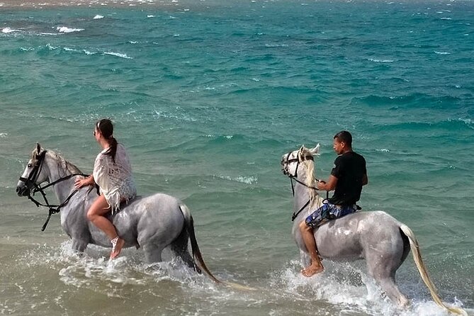 Hurghada: Sea & Desert Horseback Riding, Stargazing, Dinner, Show - Gentle horses and a family-friendly pace