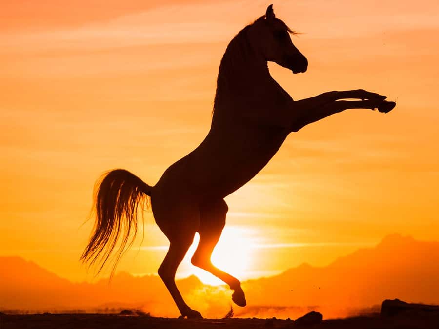 Hurghada: Sunset Sea, Desert Horse W Opt, Dinner, Stargazing - Riding from desert trails to the Red Sea