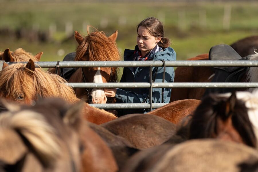 Hveragerdi: Countryside Charm Horse Riding Tour - Meeting Icelandic horses at Vellir farm