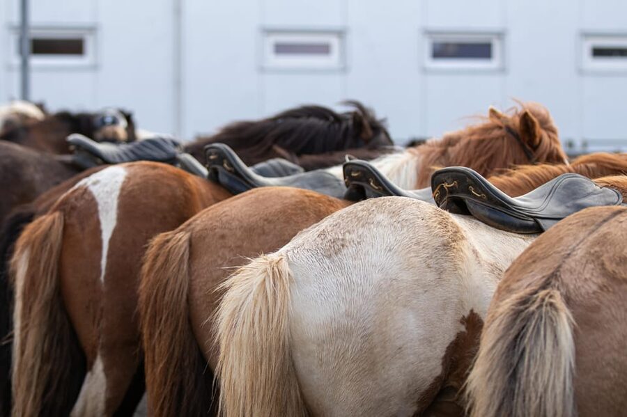 Hveragerdi: Countryside Charm Horse Riding Tour - Equipment, clothing, and Icelandic weather
