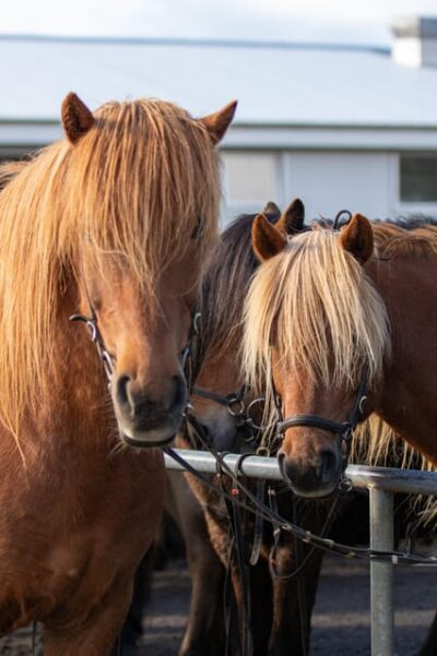 Hveragerdi: Countryside Charm Horse Riding Tour