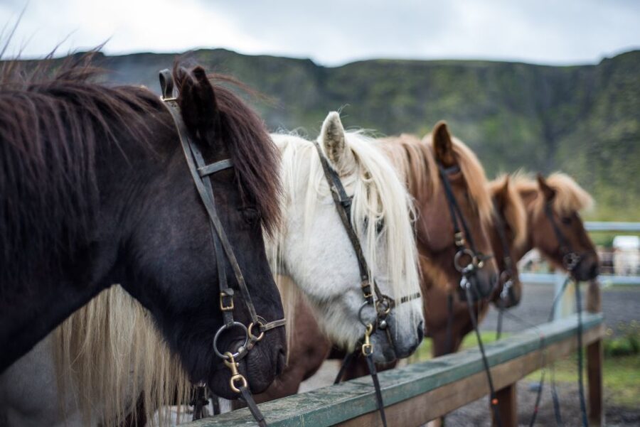 Hveragerdi: Reykjadalur (Hotspring Valley) Horse Riding Tour - What the Two Hours Feel Like