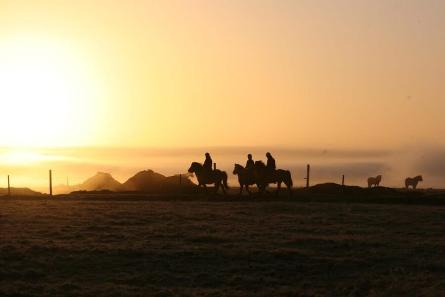 Hveragerdi: The Siggi Horse Riding Tour - Key points to know before you ride