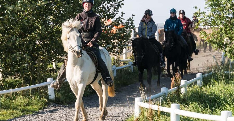 Hveragerdi: The Siggi Horse Riding Tour - Trying the Icelandic horse’s smooth tölt