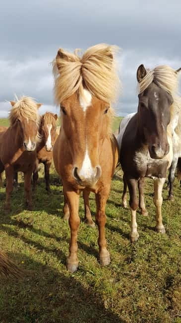 Iceland: Volcanic Landscape Horse Riding Tour - Key points to know before you book