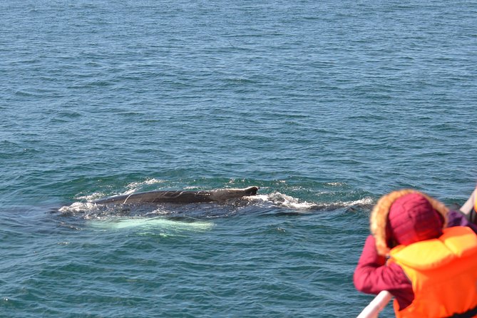 Icelandic Horse Riding and Whale Watching Cruise from Reykjavík - Two Icelandic favorites in one long day