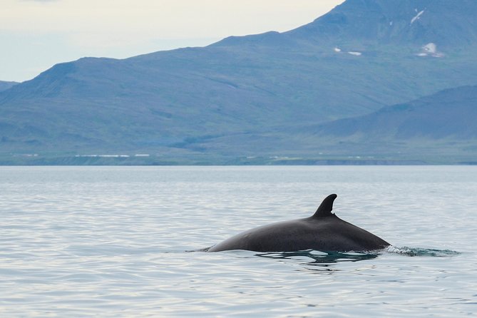 Icelandic Horse Riding and Whale Watching Cruise from Reykjavík - From lava fields to Faxaflói Bay