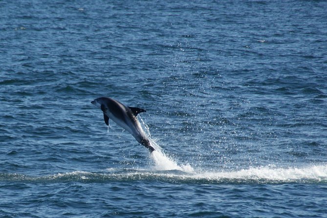 Icelandic Horse Riding and Whale Watching Cruise from Reykjavík - What happens when whales do not appear