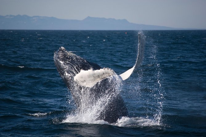 Icelandic Horse Riding and Whale Watching Cruise from Reykjavík - Is $280 a good price?