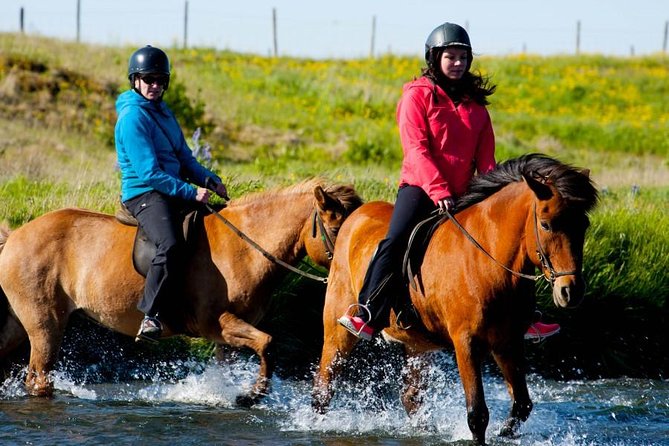 Icelandic Horse Riding and Whale Watching Cruise from Reykjavík - Who will enjoy this most?