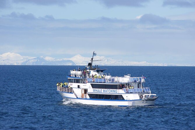 Icelandic Horse Riding and Whale Watching Tour from Reykjavik - Searching Faxaflói Bay on a fast boat