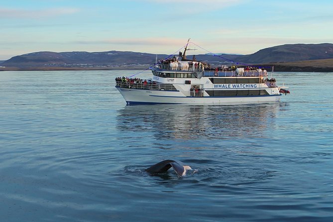 Icelandic Horse Riding and Whale Watching Tour from Reykjavik - Price, timing, and practical value