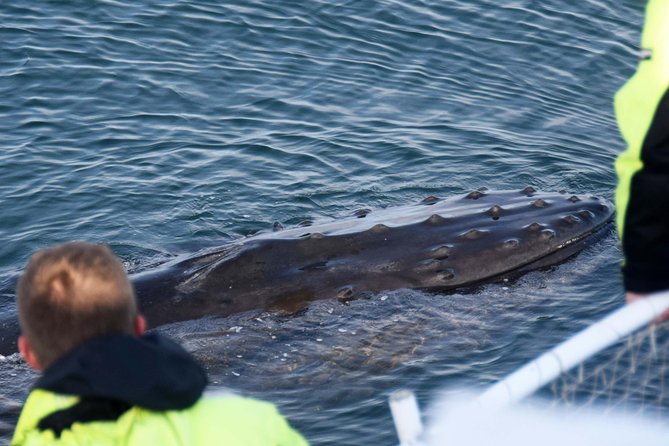Icelandic Horse Riding and Whale Watching Tour from Reykjavik - Should you book the horse ride and whale cruise?