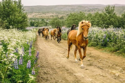 Icelandic Horse Riding Tour & Pickup Option from Reykjavik