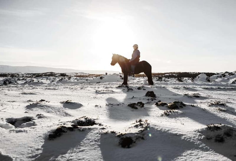 Icelandic Horse Riding Tour & Pickup Option from Reykjavik - Two riding groups, two different experiences