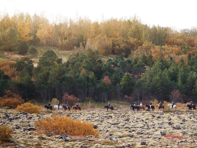 Icelandic Horse Riding Tour & Pickup Option from Reykjavik - Horse welfare and the feel of the stable