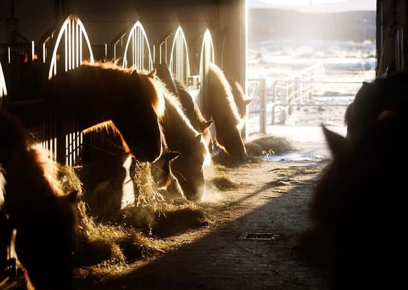 Icelandic Horse Riding Tour & Pickup Option from Reykjavik - Practical ways to enjoy the ride