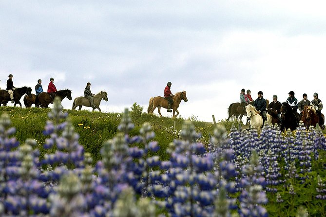 Icelandic Horseback Riding Tour Including Pick Up from Reykjavik - What the ride is like for beginners and experienced riders