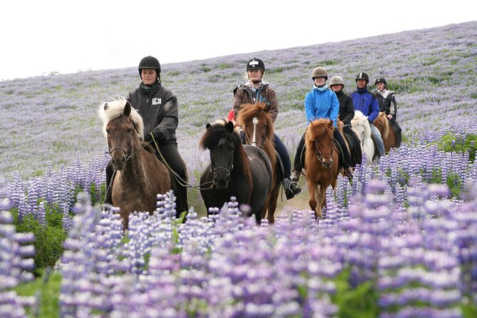 Icelandic Horseback Riding Tour with Pickup Option from Reykjavik - Weather, comfort, and what to wear